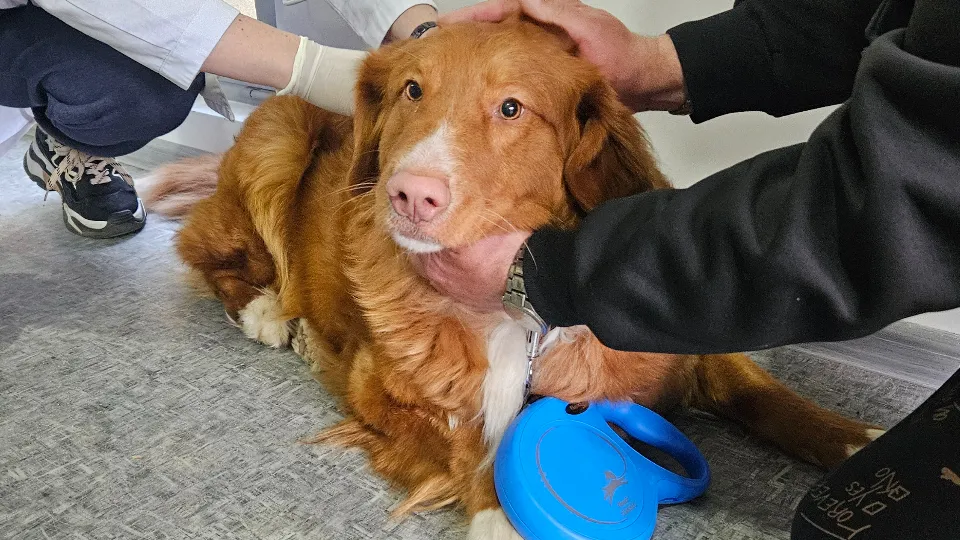 Фото: МедиаБанк Подмосковья/Ольга Вельшикаева