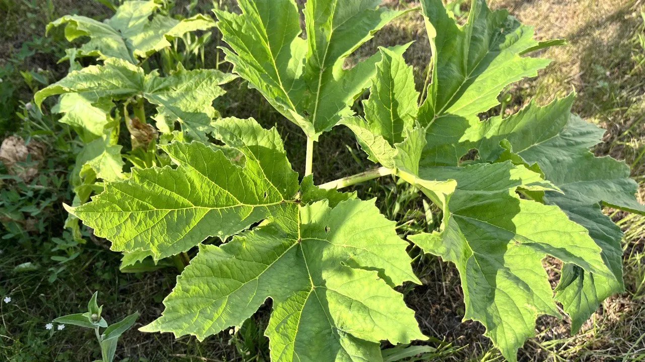 Фото: Министерство сельского хозяйства и продовольствия МО