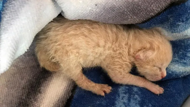 Кошку-кормилицу ищут для новорожденного котенка в Луховицах