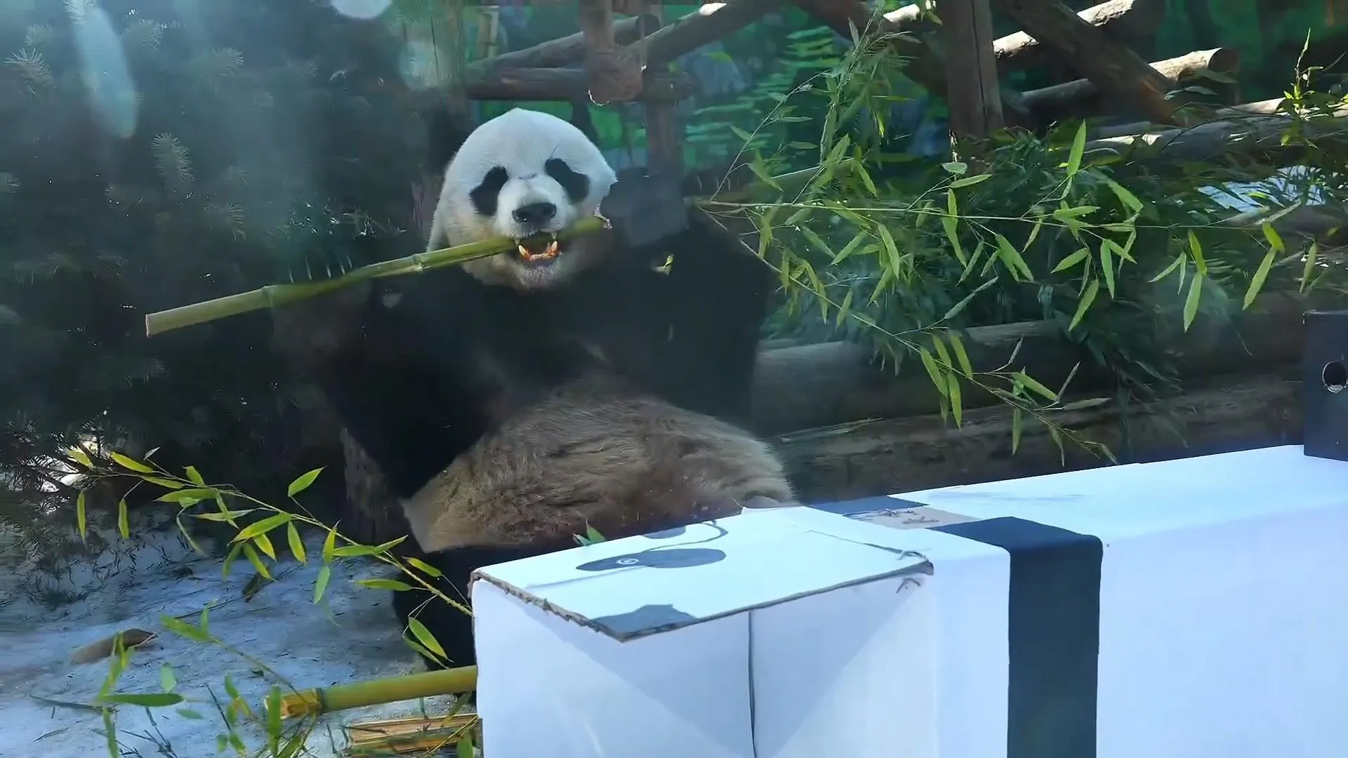 max.ru/Moscowzoo_official