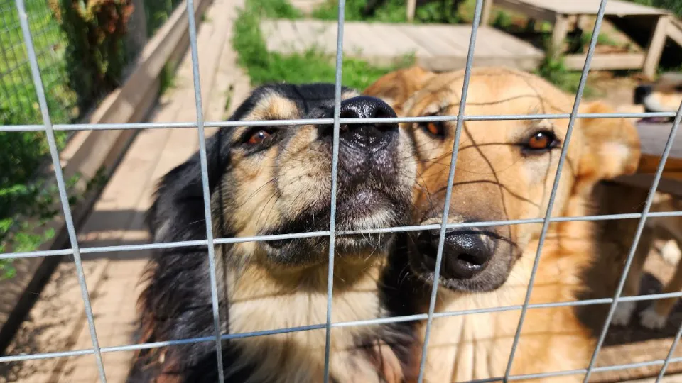 Фото: МедиаБанк Подмосковья/Яна Шаливская