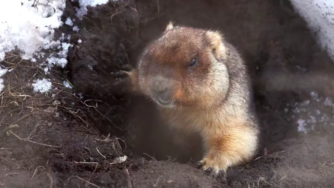 Московском зоопарке