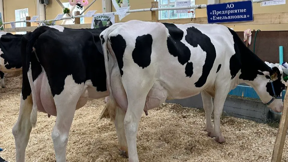 Фото: Агрохолдинг «ОСП агро»