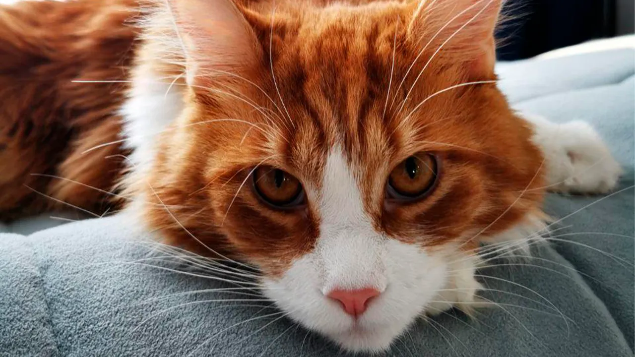 архив семьи Маркиных