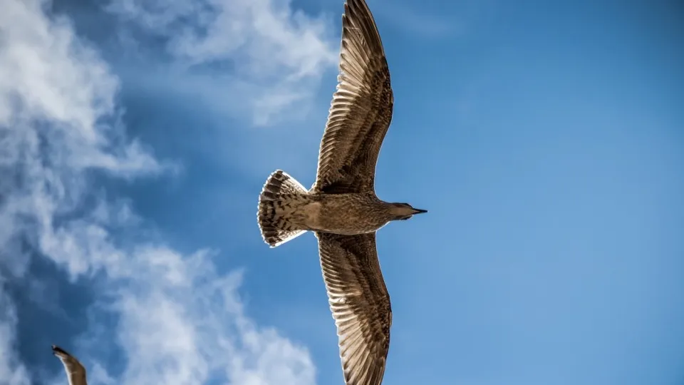 Фото: pxhere.com