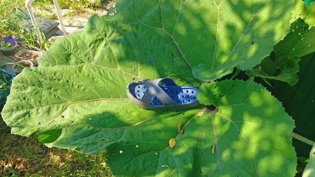 Фото: городская доска объявлений
