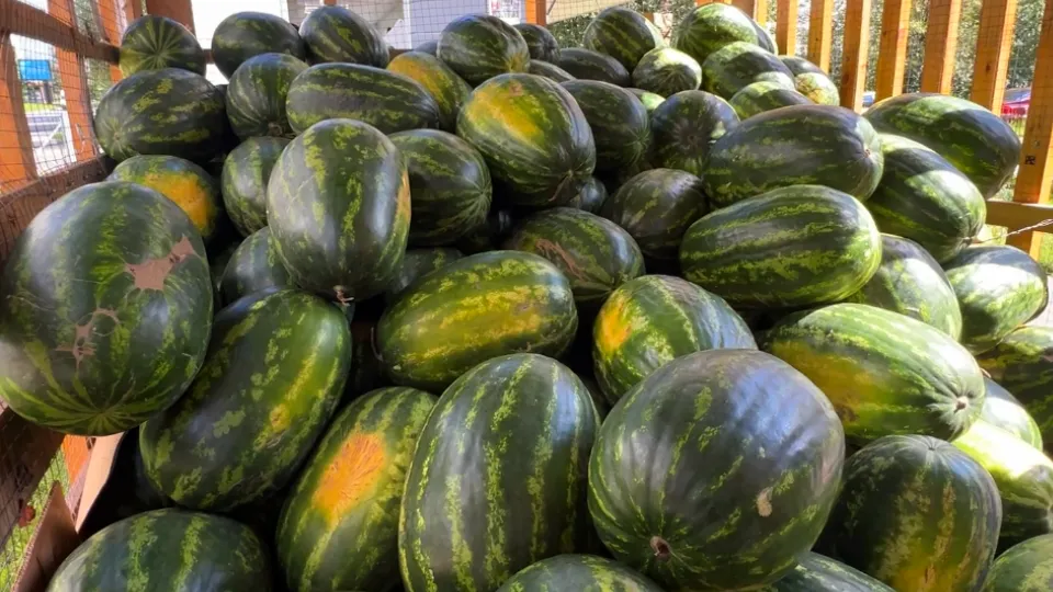 Фото: МедиаБанк Подмосковья/Валерия Ерофеева