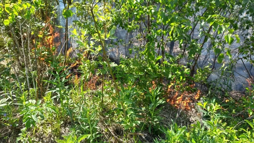 Фото: t.me/mosoblcomles