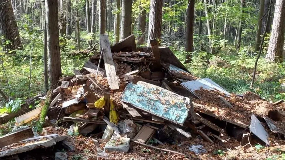 Фото: Комитет лесного хозяйства Московской области
