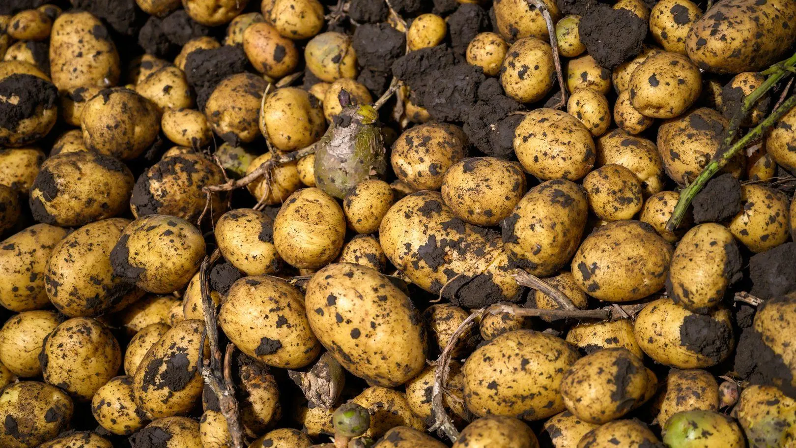 медиасток.рф