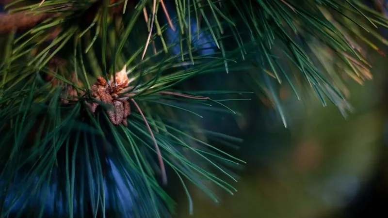 Как везти елку в общественном транспорте, рассказали в Подмосковье