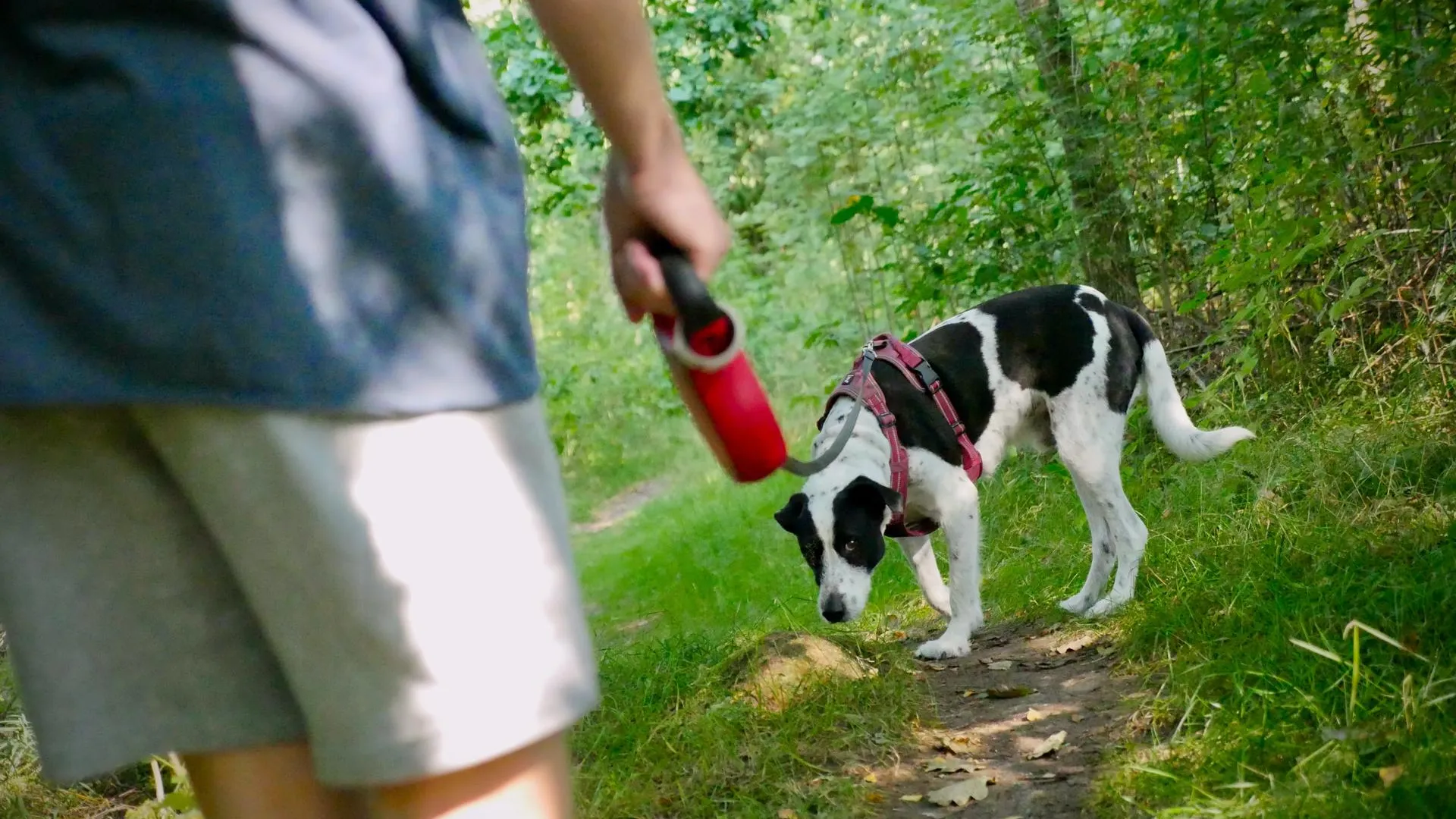 Собака на улице. Тримминг жесткошерстных собак. Тримминг джек рассела. Щипать собаку. Щипать собаку.