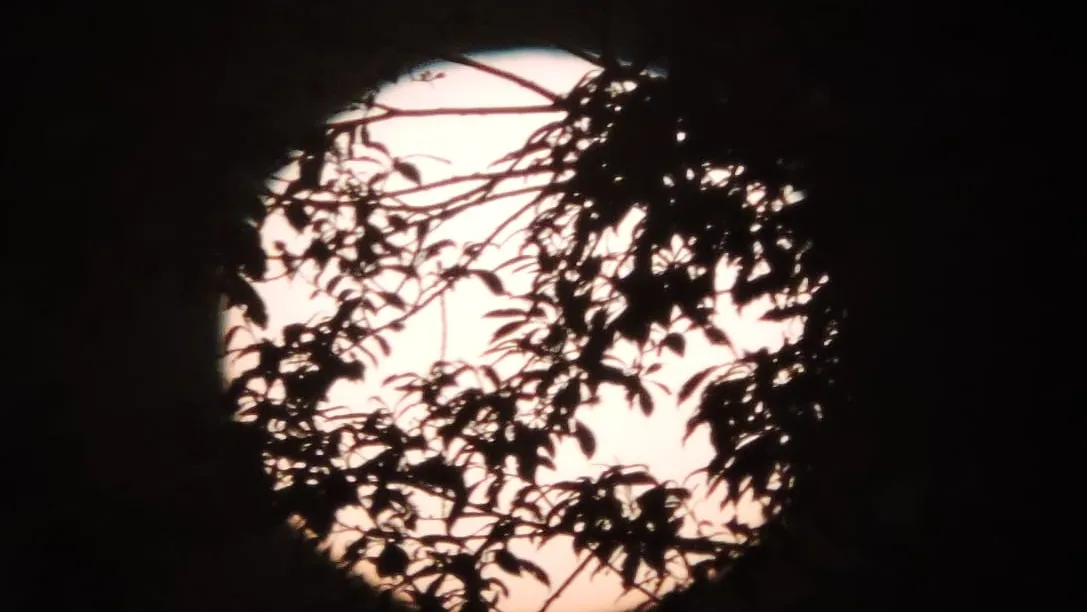 Фото: МедиаБанк Подмосковья/Евгения Шарова