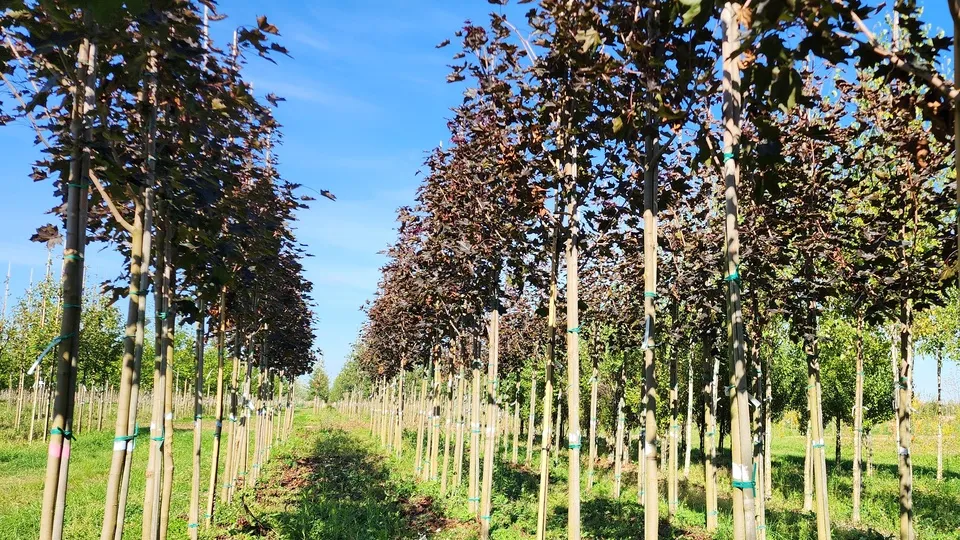 Фото: Ольга Антонова