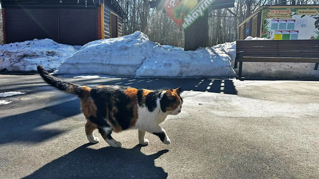 Парки Ступина