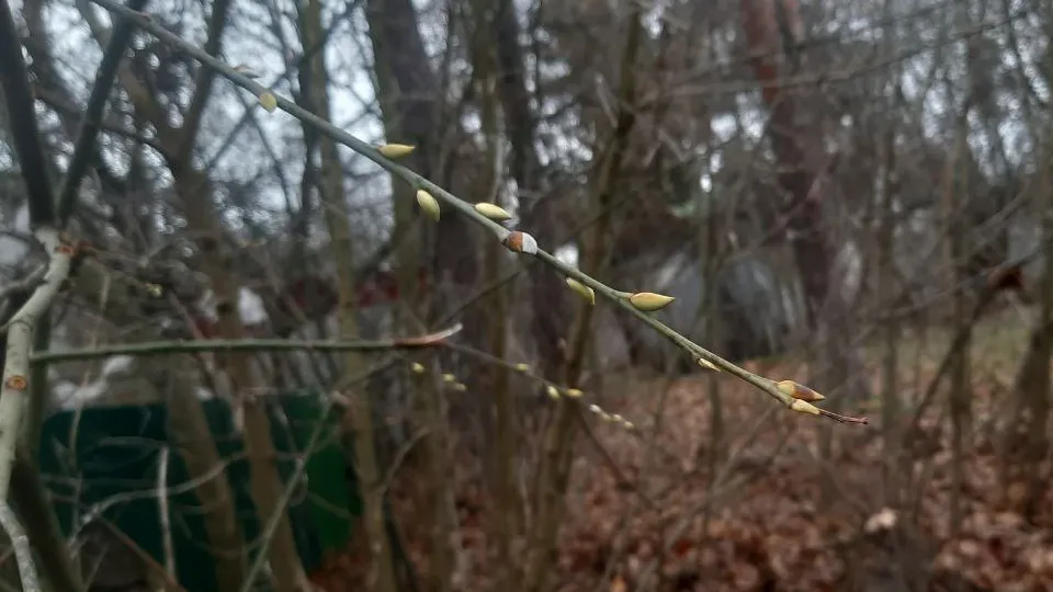 Фото: Лариса Кондратенко