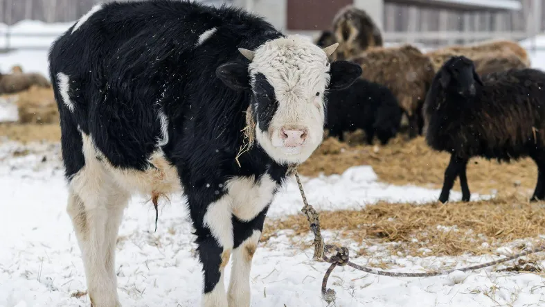 Фото: медиасток.рф