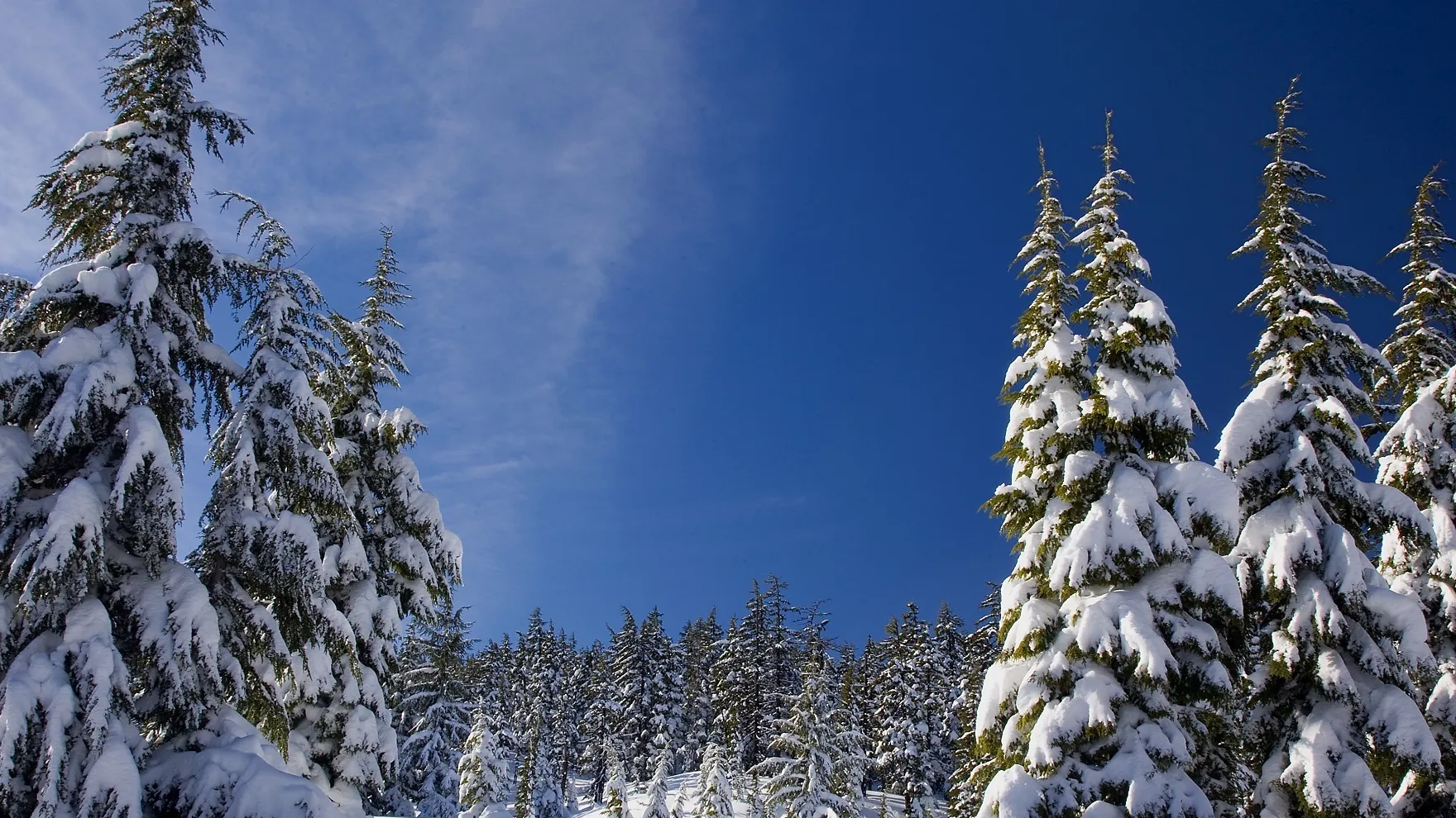 Фото: pxhere.com