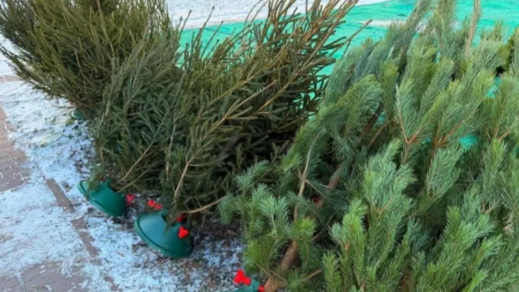 Раменский медиацентр