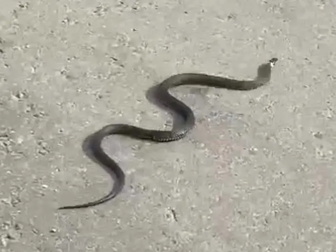 Фото: МедиаБанк Подмосковья/Светлана Борщева