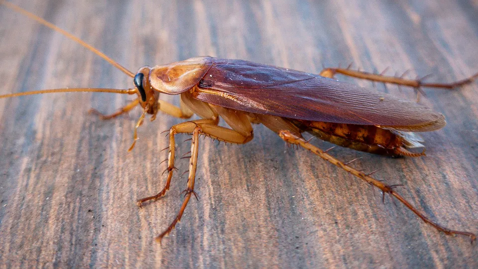 Фото: TASS/DPA/Soeren Stache