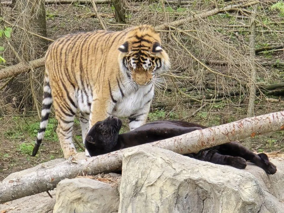 REGIONS/Яна Шаливская