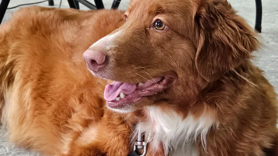 Фото: МедиаБанк Подмосковья/Ольга Вельшикаева