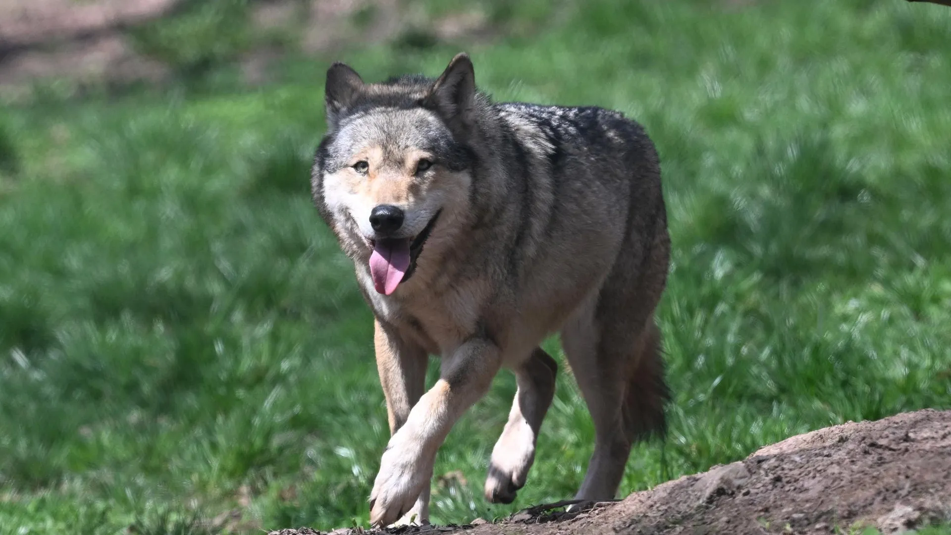Eurasian wolf