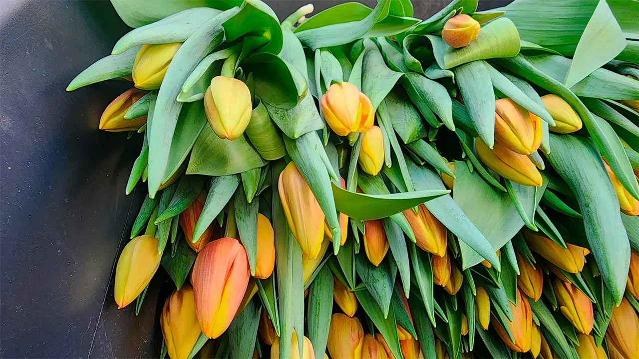 Станислав Орлов