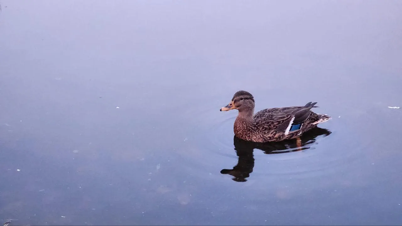 Медиабанк Подмосковья/Рой Евгений Александрович