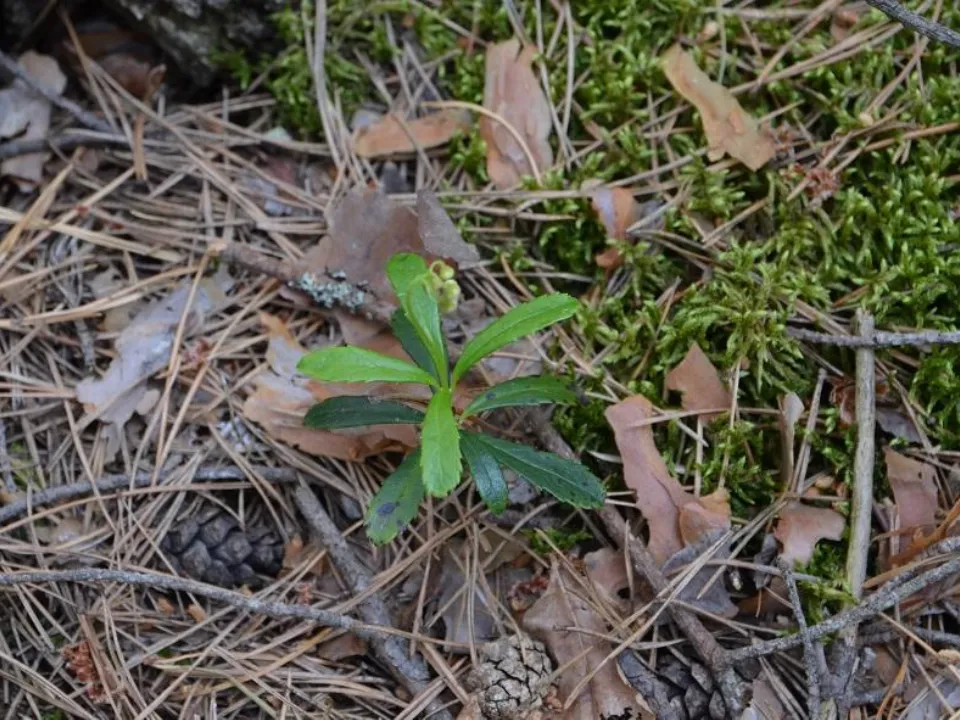 Фото: Природоохранный фонд «Верховье»