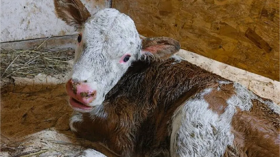 Фото: t.me/sirotaoleg