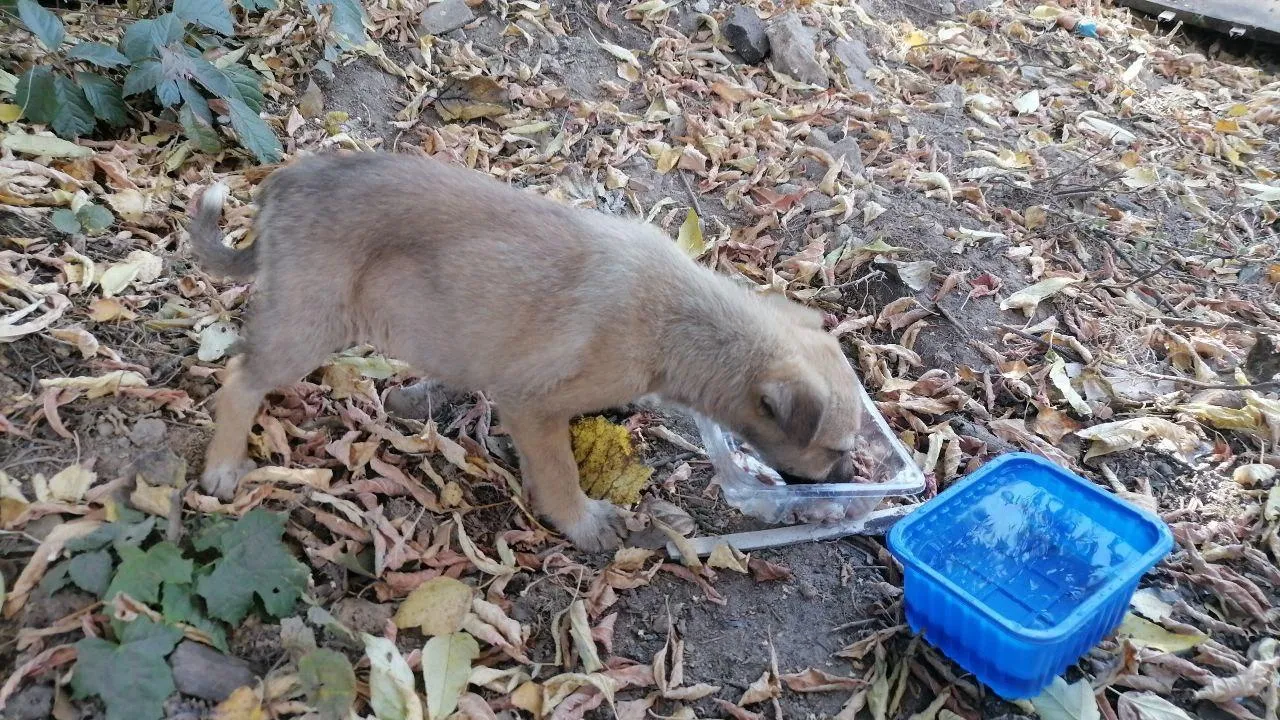 Так выглядела собака, когда ее заметили на помойке, поедающей объедки. Фото Олег Герасимов.