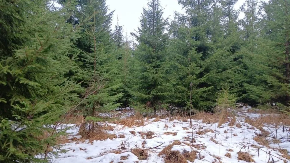 Фото: Комитет лесного хозяйства Московской области