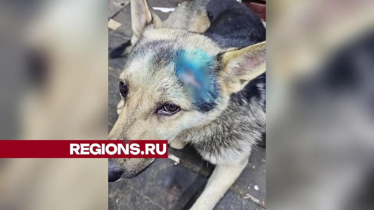 Фото: t.me/purshevo