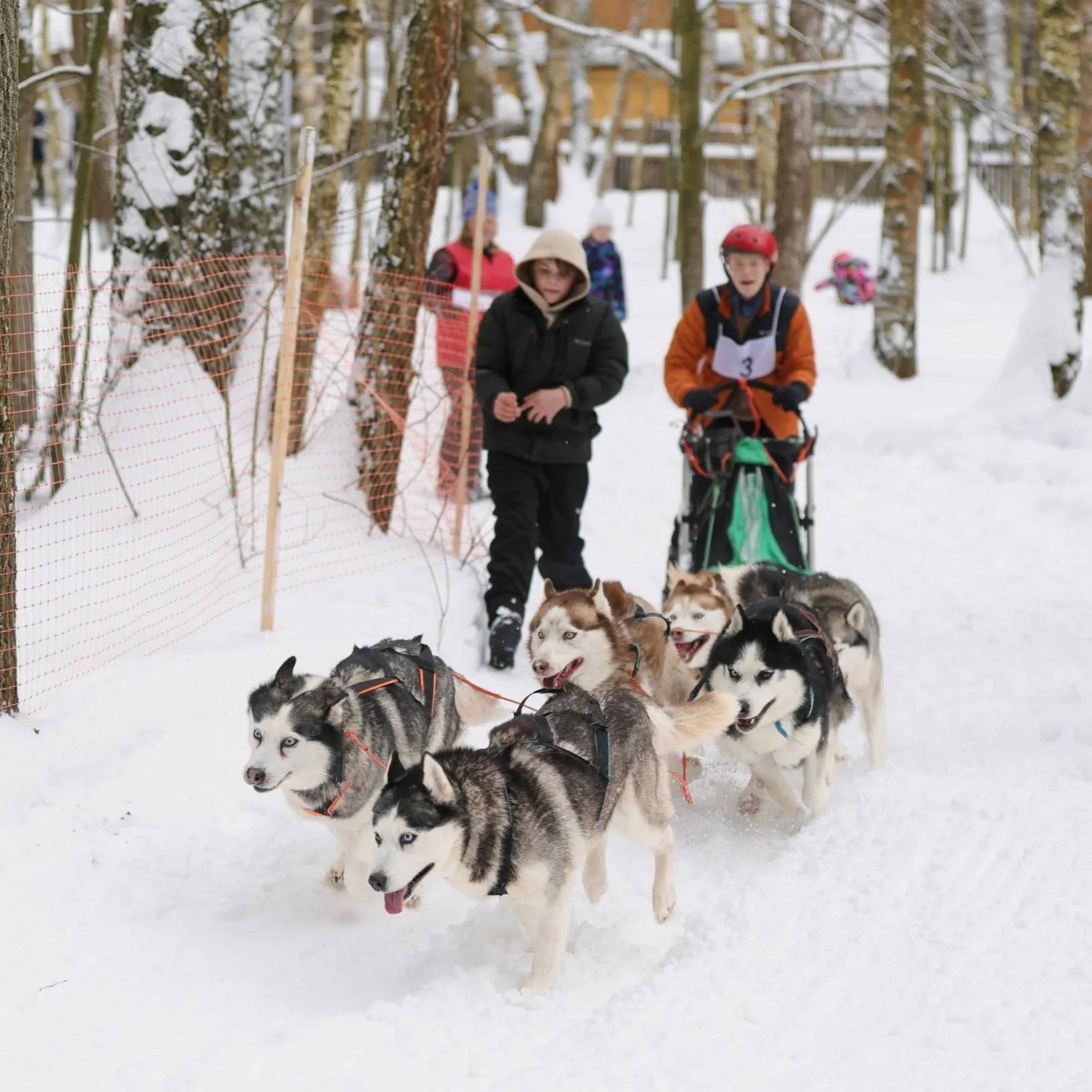 Фото: центр ездового спорта и туризма «Бореалис»
