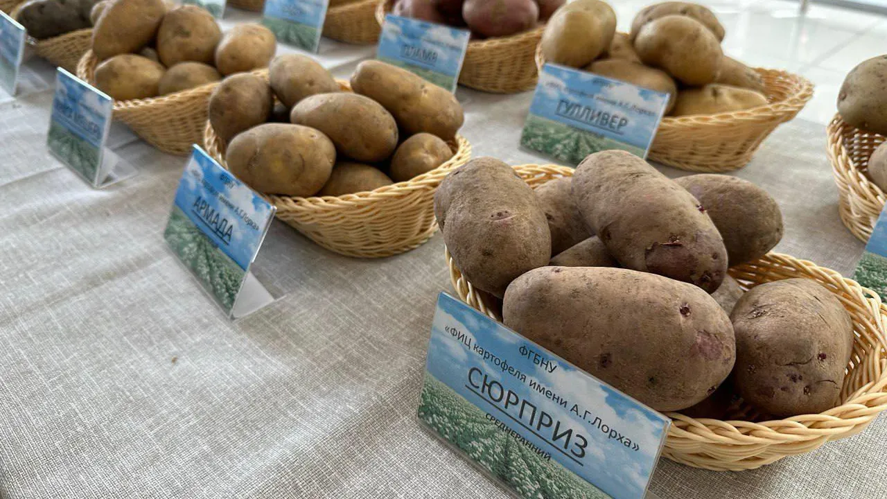 Почти четырнадцать тысяч гектаров засеяли в Подмосковье картофелем