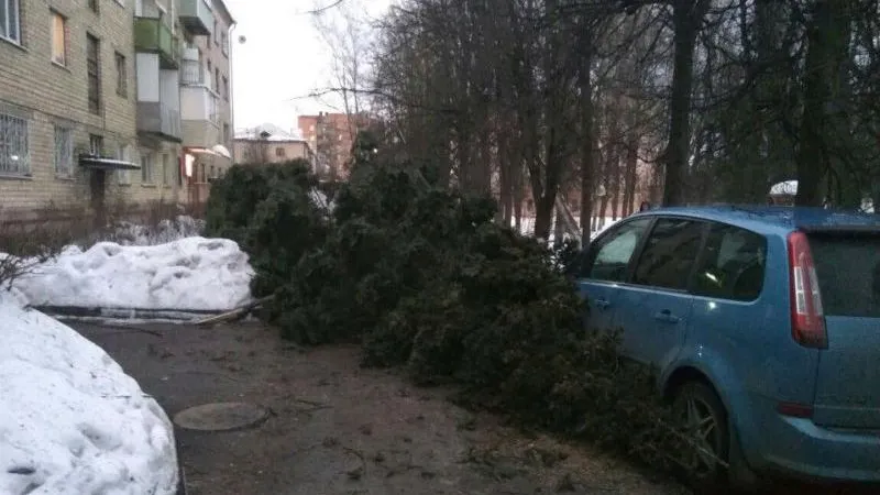 Владельцы помятых упавшей елкой машин в Серпухове готовятся судиться с УК