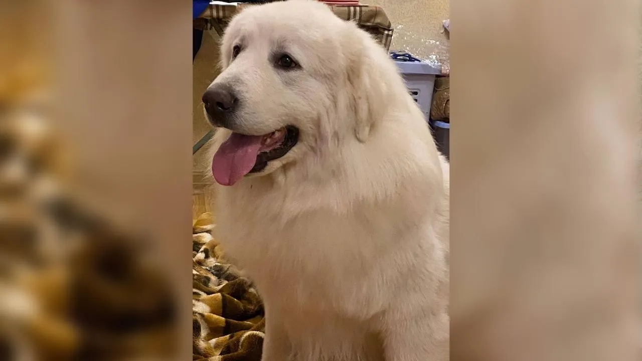 vk.com/Подслушано Павловский Посад