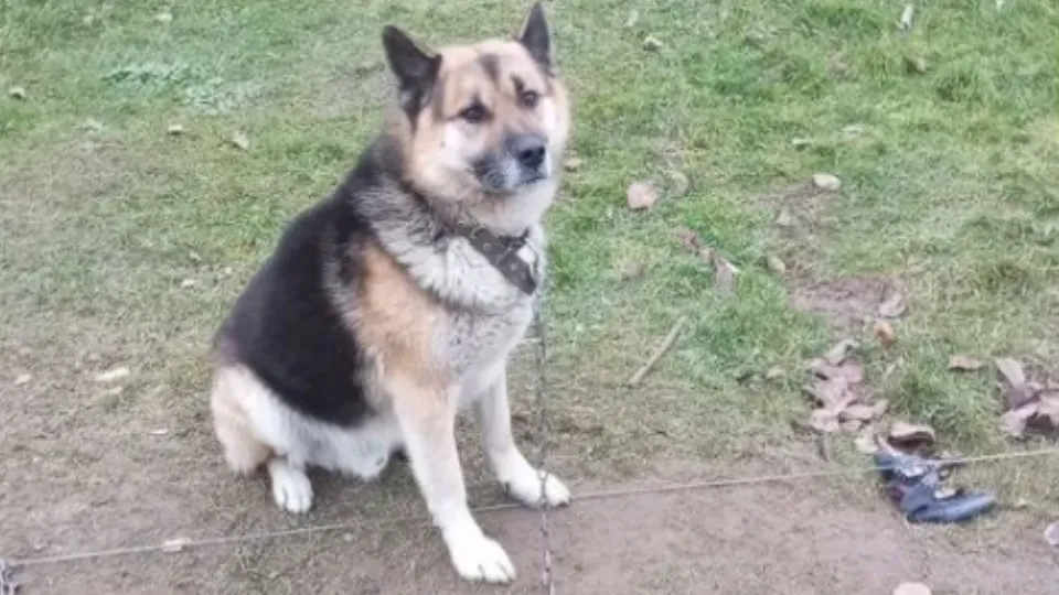 Фото: городская доска объявлений