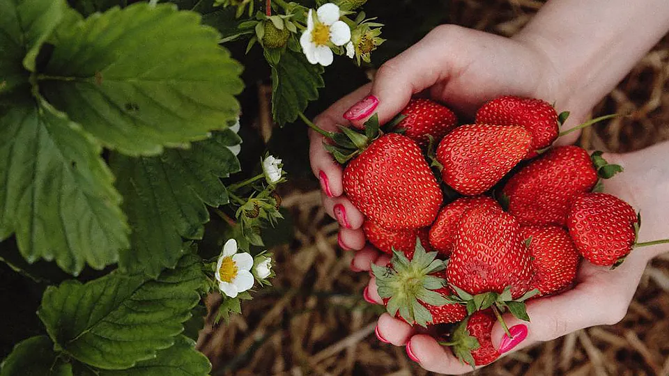 Фото: Пресс-служба Министерства сельского хозяйства и продовольствия МО
