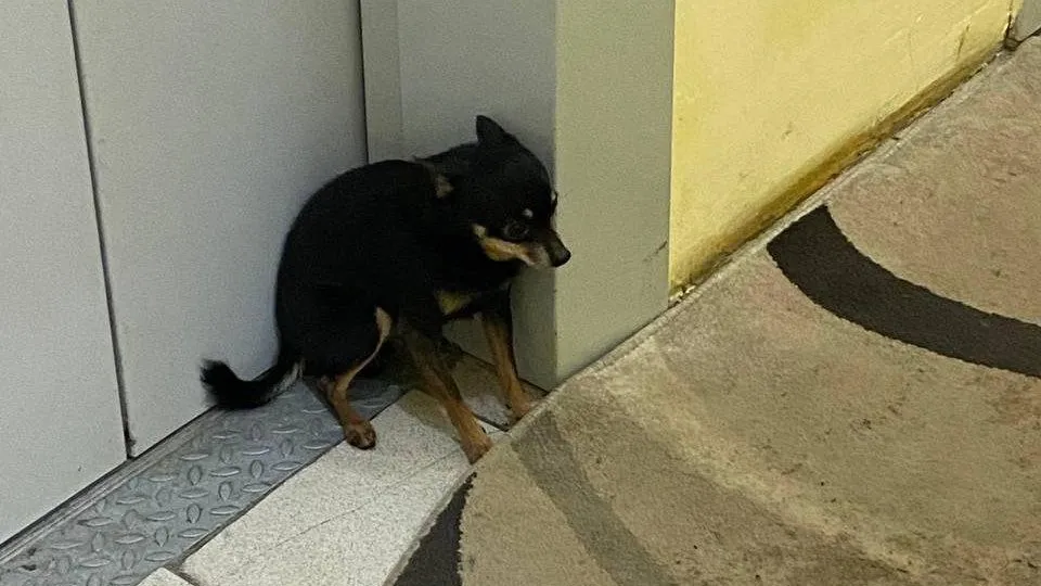 Фото: Телеграм-чат «Дрожжино/Бутово Парк»