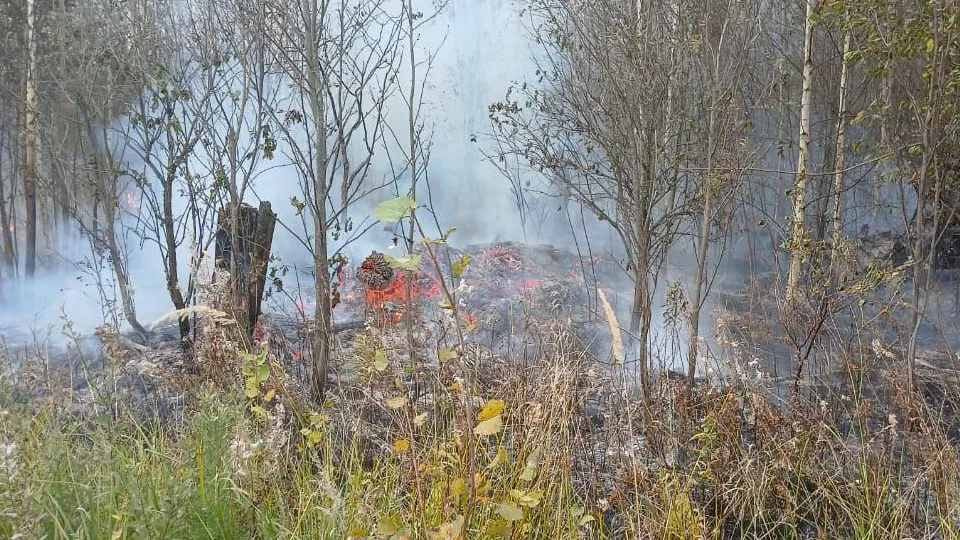 Фото: Комитет лесного хозяйства Московской области