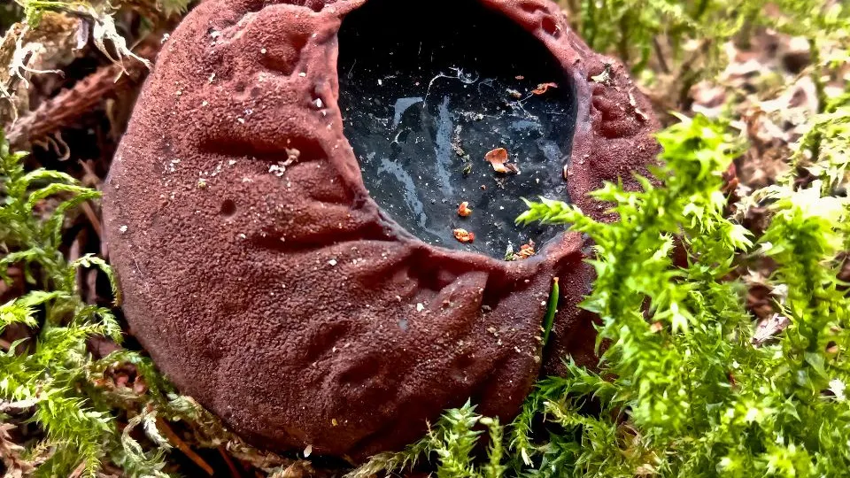 Фото: istockphoto.com/Mary Nikitko