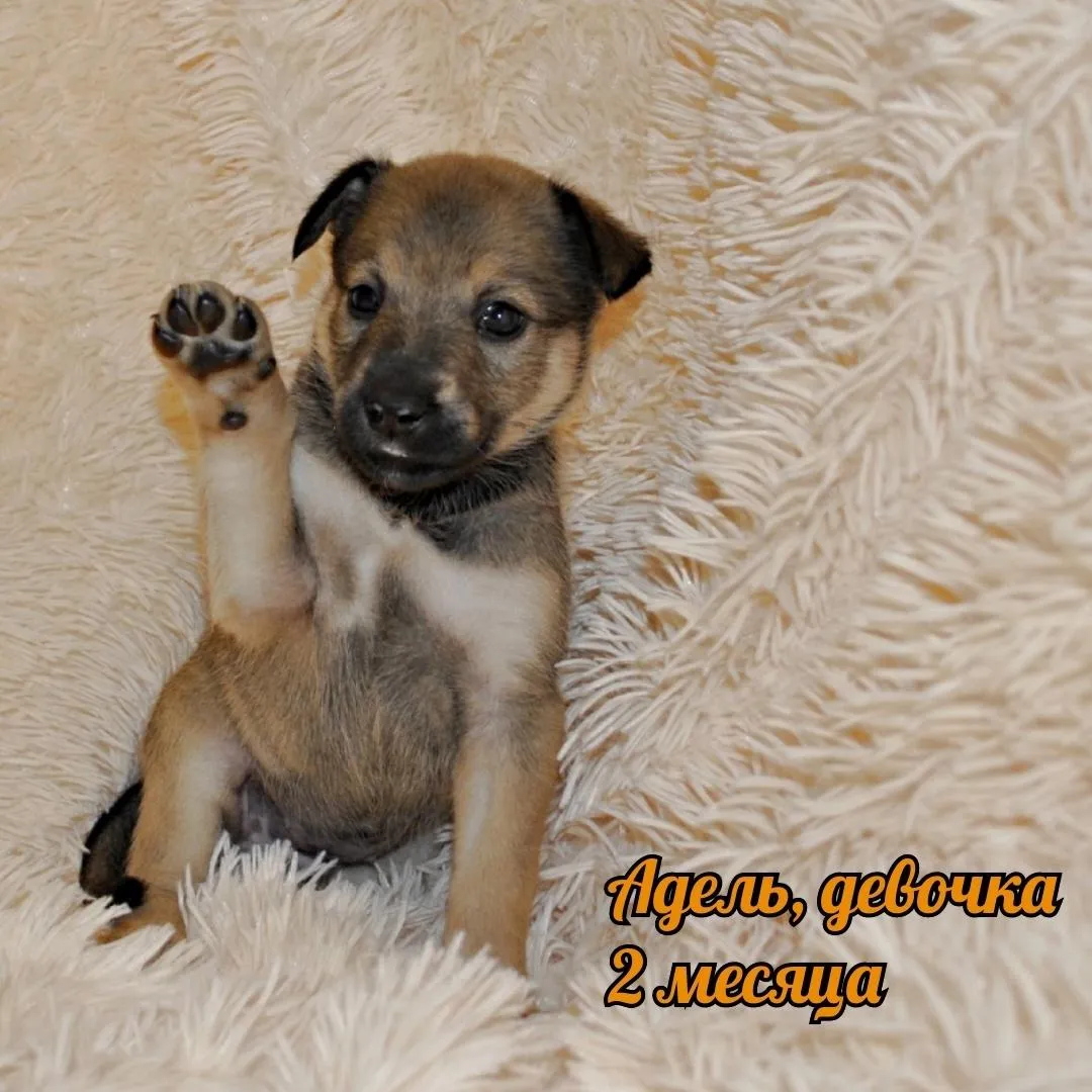 Фото: • ЖИВАЯ ПЛАНЕТА • Помощь животным / ВКонтакте