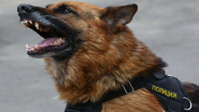 Андрей Стенин / РИА Новости