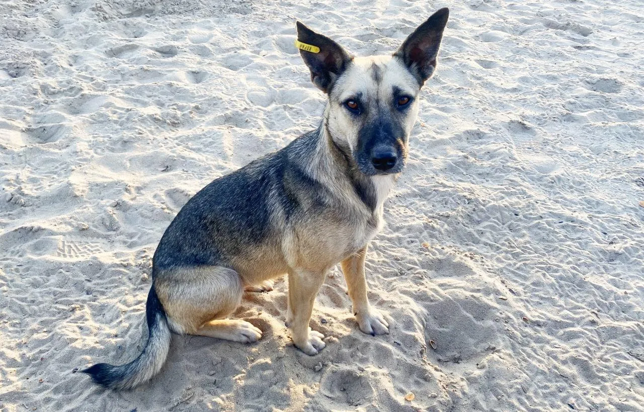 Чипированная собака. Фото: Оксана Бирюкова