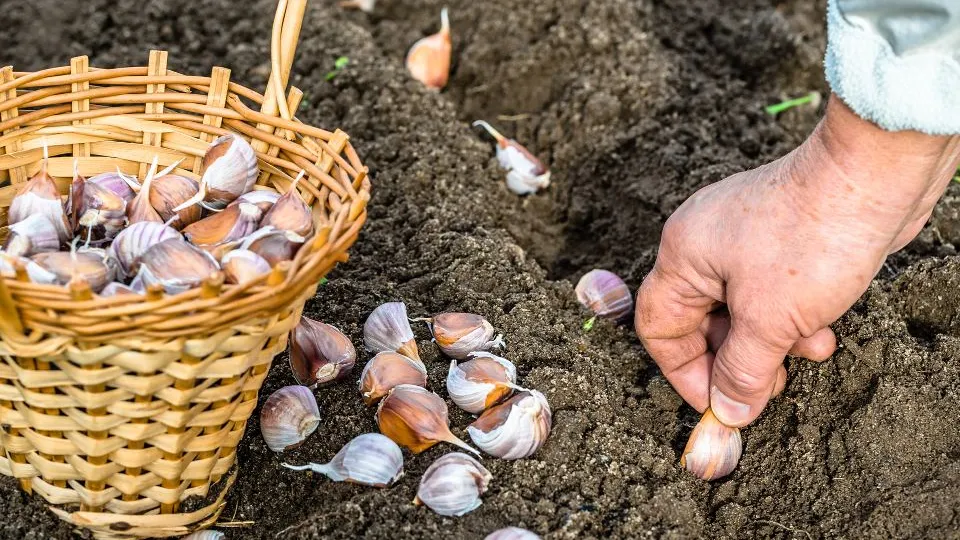 Фото: istockphoto.com/alicjane