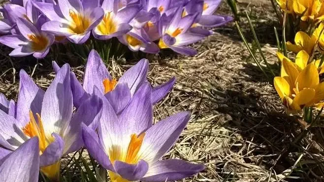 музей-заповедник «Горки Ленинские»