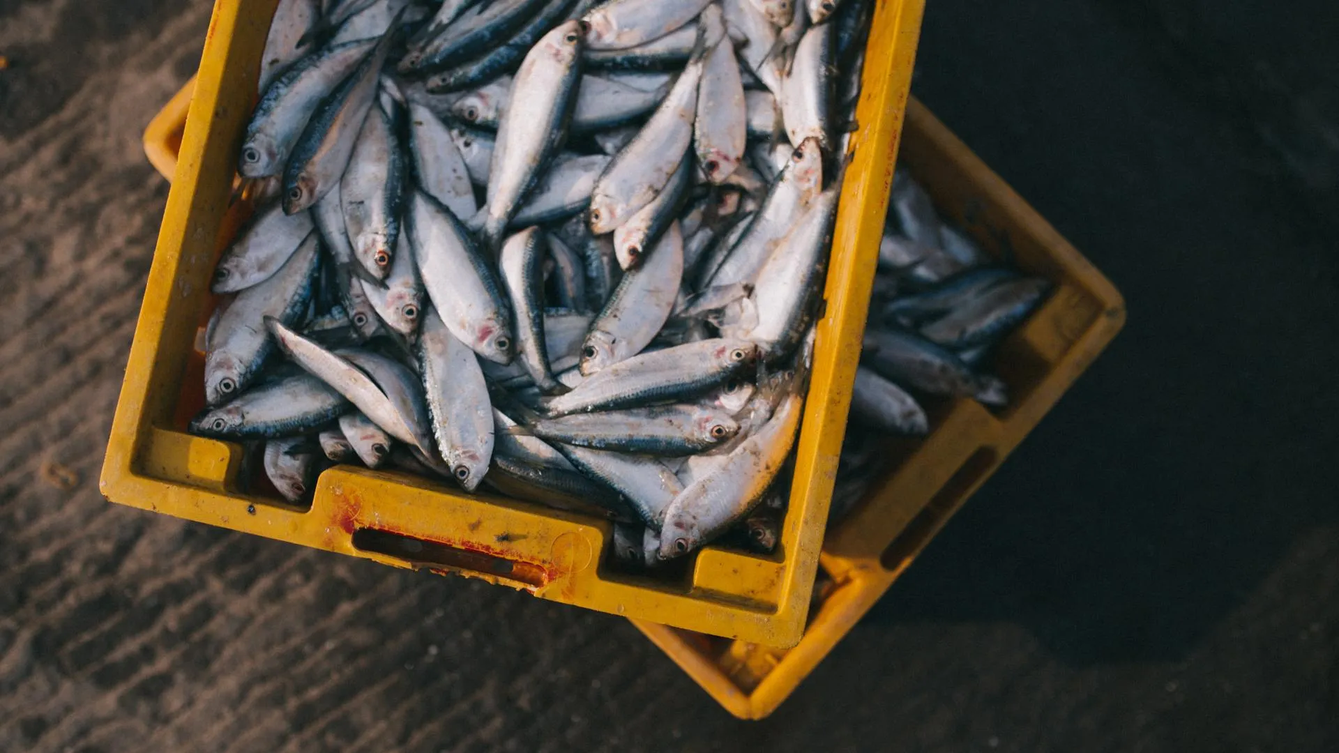 Фабрика по переработке рыбы и морепродуктов из Подмосковья увеличит производственные мощности